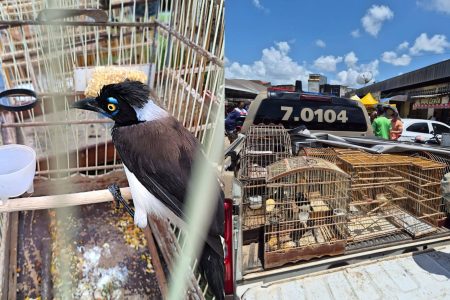 Mais de 100 aves silvestres são resgatadas em feiras livres da RMS pela Polícia Ambiental Mais de 100 aves silvestres são resgatadas em feiras livres da RMS pela Polícia Ambiental