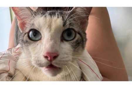 Trio é preso por esquema de venda de sangue de gatos; entenda