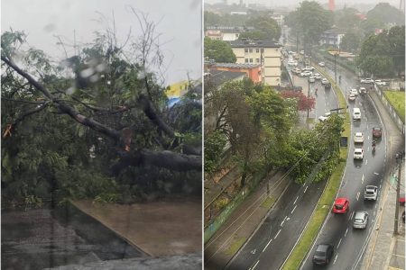 Temporal avança sobre Salvador, provoca quedas de árvores e aciona alerta máximo da Defesa Civil