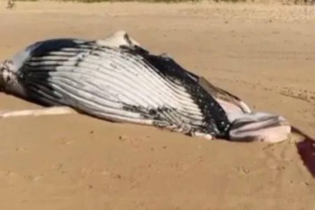 Baleia é encontrada morta na Praia do Flamengo, em Salvador Baleia é encontrada morta na Praia do Flamengo, em Salvador