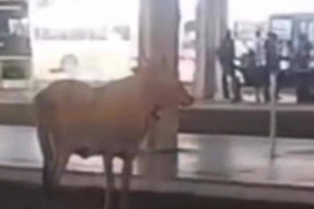 Boi invade terminal de ônibus em Salvador e passageira brinca: “Vai pegar um transporte”