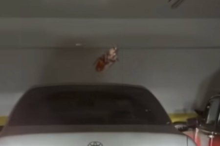 Barata faz motorista “refém” dentro do carro e cena viraliza nas redes sociais