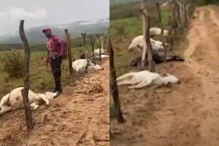 Oito bovinos morrem após serem atingidos por raio no sudoeste da Bahia