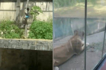 Homem morre após invadir jaula de leoa em zoológico de João Pessoa