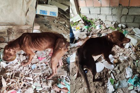 Polícia Militar resgata cachorro vítima de maus-tratos durante ação contra tráfico em Eunápolis