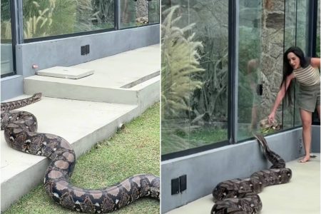 Chamou, ela foi: cobra viraliza ao ‘obedecer’ dona e ir direto pra casinha
