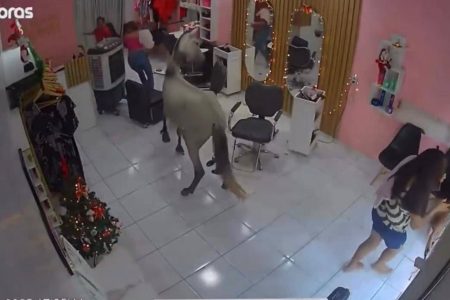 Cavalo invade salão de beleza e se ‘admira’ no espelho em Teresina