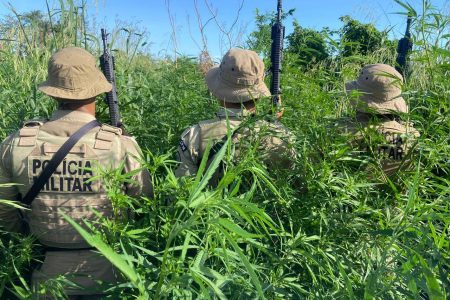 PM erradica cerca de 32 mil pés de maconha em Curaçá