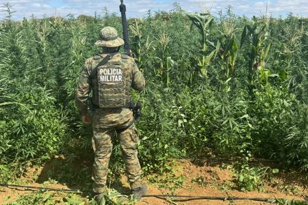 Mais de 200 mil pés de maconha são erradicados pela PM na Bahia