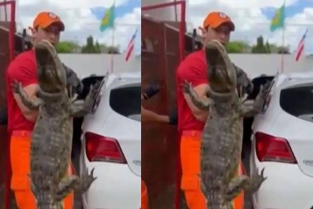 Jacaré invade casa em Itamaraju, é capturado por morador e devolvido à natureza após resgate