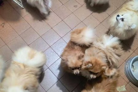 Polícia resgata 72 cães mantidos em condições insalubres em casa na Grande SP; dois moradores são detidos
