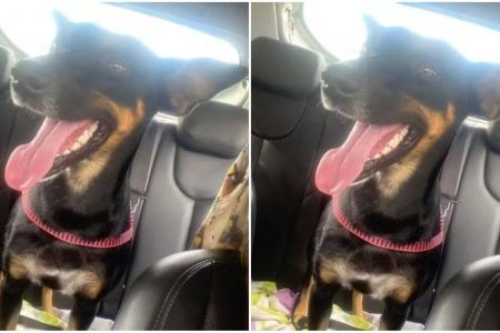 Cadela adotada por estudantes é morta a tiros nas proximidades do IFBA no Recôncavo Baiano