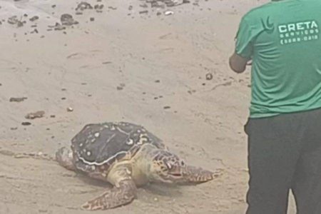 Tartaruga marinha é encontrada morta no Porto da Barra, em Salvador