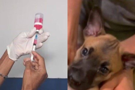 Novo exame no Laboratório Central descarta caso de raiva em filhote de cachorro em Salvador