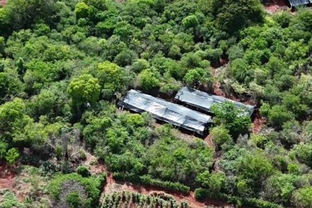 Polícia encontra plantação de maconha de 3 hectares em zona rural no norte da Bahia