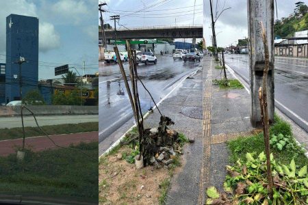 Prefeitura registra aumento de vandalismo contra arborização na cidade