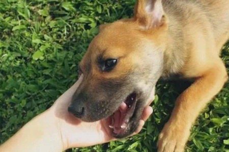 Salvador registra caso de raiva canina após duas décadas sem incidências