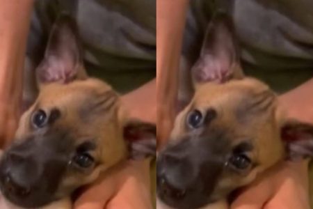 Salvador registra caso de raiva em cão após duas décadas; prefeitura emite alerta epidemiológico