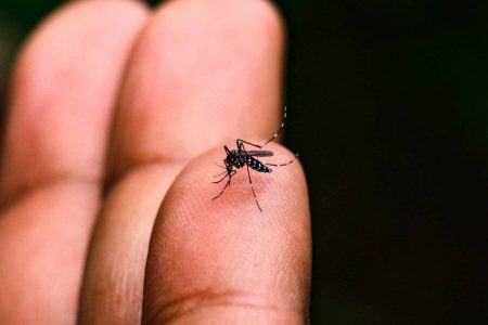 Vacina contra a dengue começará a ser aplicada até o fim de janeiro de 2026