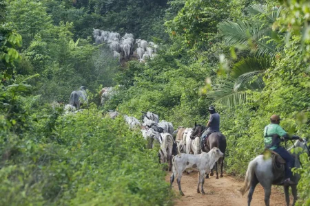 Funcionário do Ibama é morto durante operação em terra indígena no Pará