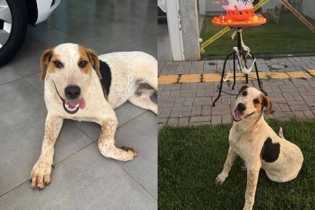 Cachorro comunitário Abacate morre após ser baleado no Paraná
