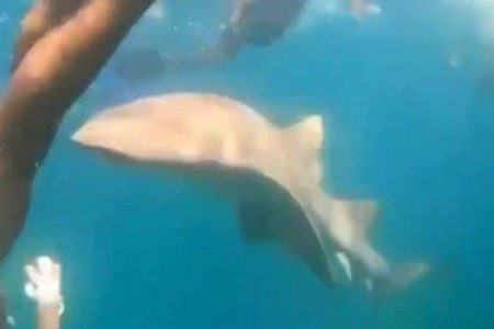 Vídeo registra momento em que turista é mordida por tubarão em Fernando de Noronha