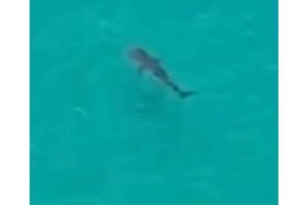 Tubarão é flagrado nadando na Baía de Todos os Santos, próximo ao Corredor da Vitória, em Salvador