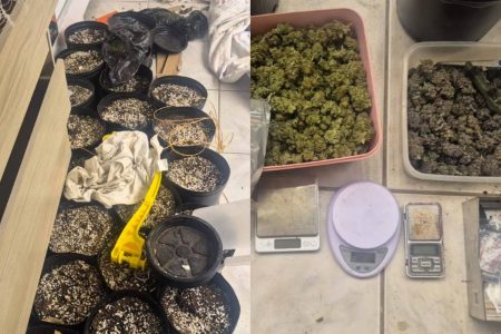 Polícia Civil encontra estufa de maconha em casa na Lapinha e suspeito é preso em flagrante
