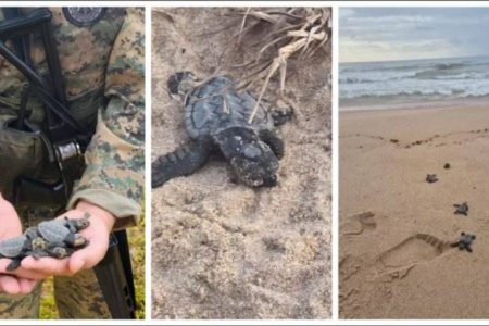 Filhotes de tartaruga marinha são resgatados na praia da Boca do Rio, em Salvador