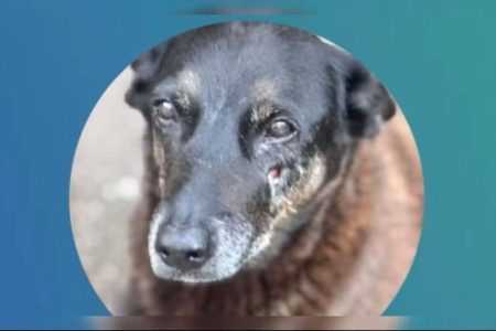 MP-SC afirma que força-tarefa finalizou diligências no caso da morte do cão Orelha