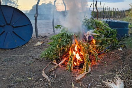 PM erradica mais de 21 mil pés de maconha escondidos em plantação de milho em Curaçá