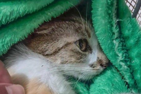 Mulher joga gata do 12º andar de prédio e acaba presa em Curitiba