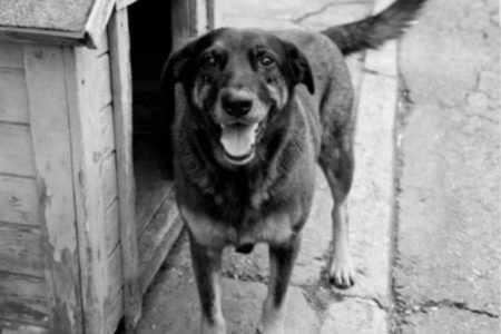 Governo cria decreto “Cão Orelha” e aumenta multas por maus-tratos a animais