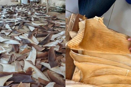 PF apreende 1,5 tonelada de barbatanas de tubarão em operação no norte da Bahia