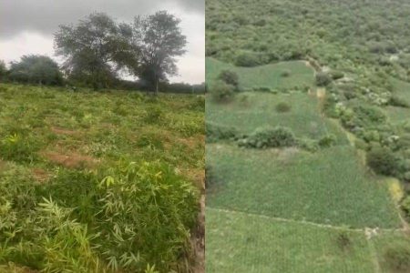 Polícia encontra plantação com uma tonelada de maconha e incinera 200 mil pés na Chapada Diamantina