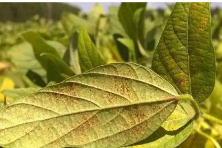 Ferrugem asiática volta a preocupar produtores de soja no Oeste da Bahia