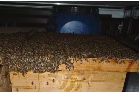 Ataque de abelhas deixa 15 feridos em Capim Grosso