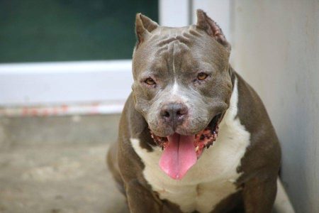 Bebê morre após ataque de pitbull na zona rural de Jaguaripe
