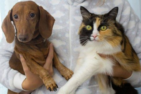 Nova lei garante guarda compartilhada de pets em casos de separação