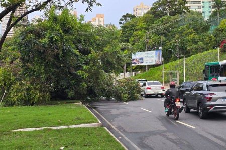 Árvore cai e interdita parcialmente Av. Juracy Magalhães, em Salvador