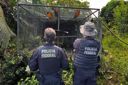 PF cumpre mandados na Bahia contra grupo suspeito de traficar animais ameaçados de extinção