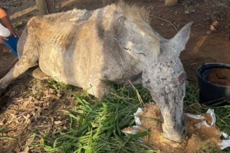 Cavalo em estado crítico é resgatado pela PRF no sudoeste da Bahia