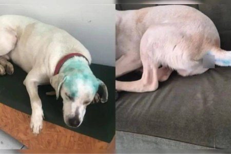 Cachorro é pintado em suposto trote universitário e caso provoca indignação