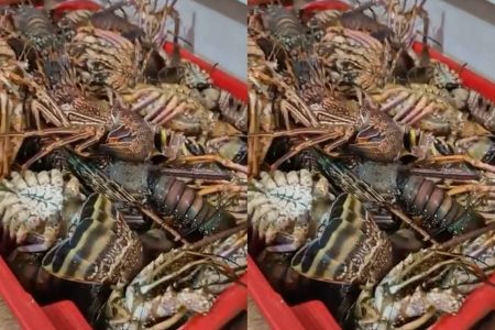 COPPA apreende mais de 50 kg de lagosta durante fiscalização no Mercado do Peixe