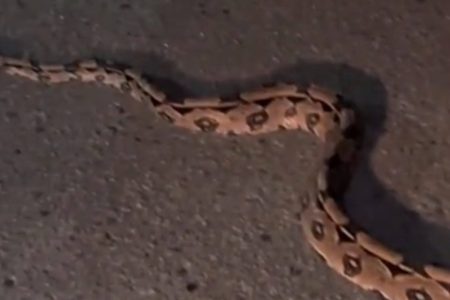 Polícia Militar resgata jiboia em via pública no bairro de Patamares