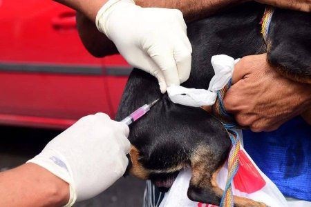 Campanha itinerante leva vacinação antirrábica gratuita a bairros de Salvador