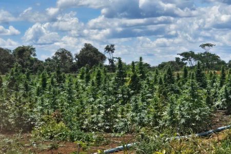 Polícia Civil erradica 180 mil pés de maconha em Bonito, na Chapada Diamantina