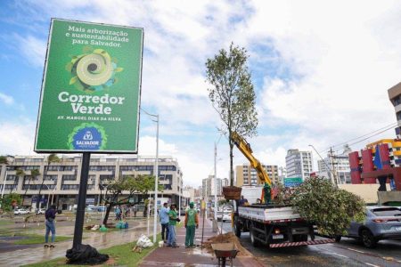 Salvador conquista certificação internacional por gestão sustentável da arborização urbana
