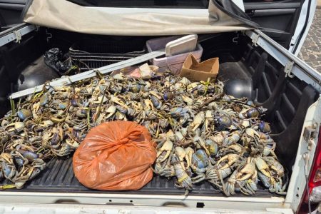 Operação apreende centenas de caranguejos e guaiamuns no interior da Bahia