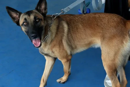 Pessoas com deficiência acompanhadas com cães de assistência podem ter acesso livre em Salvador